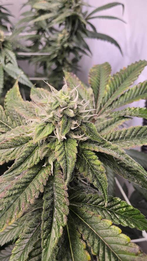 Z42. Week 15