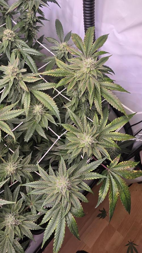 Z42. Week 15