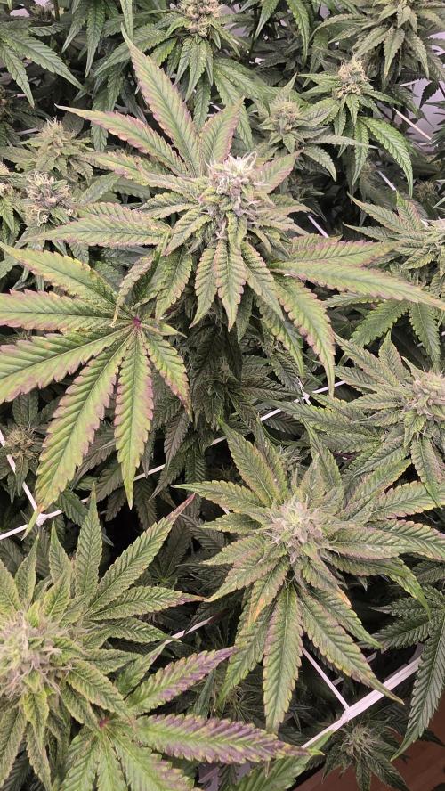 Z42. Week 15