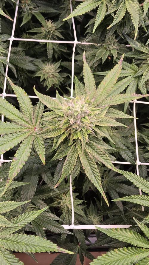 Z42. Week 15