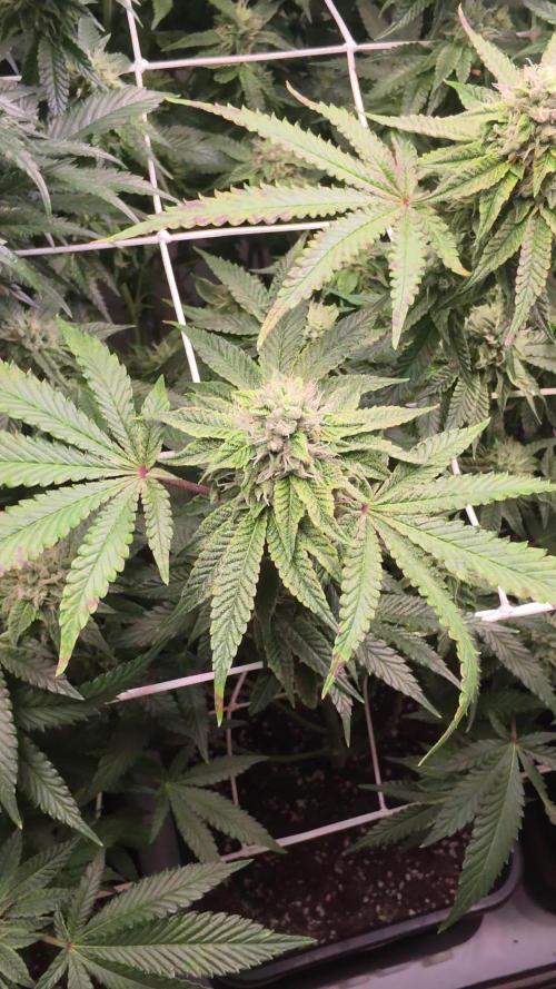 Z42. Week 15