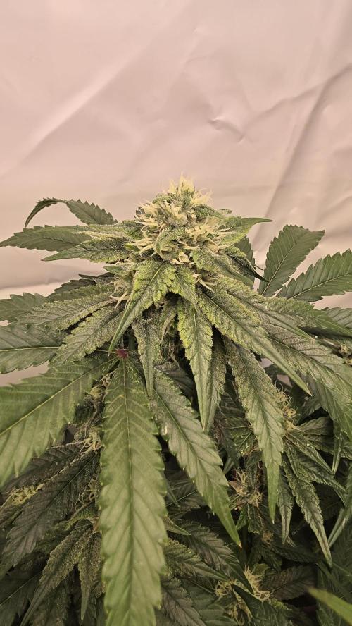 Papayton. Week 15