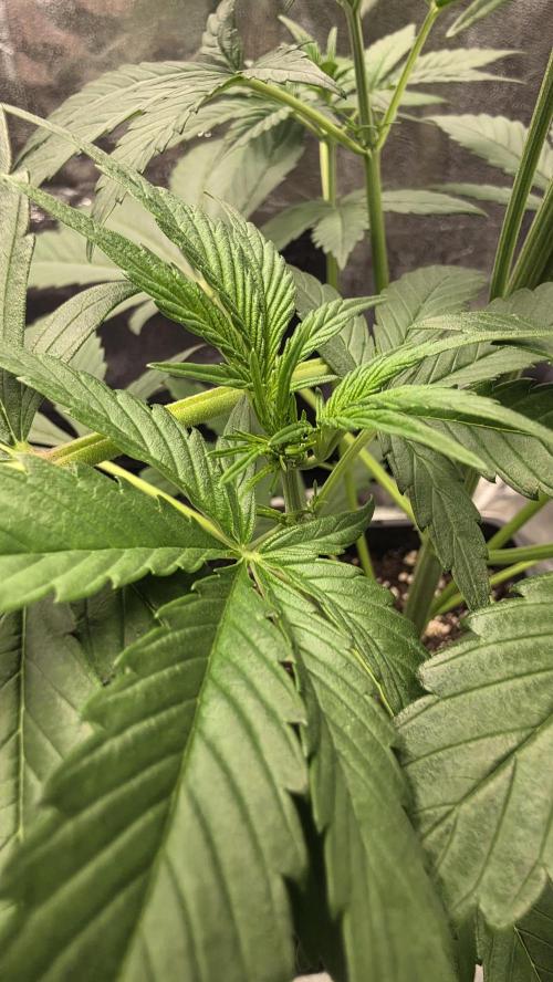 Strawberry Gorilla Auto RF3. Week 3