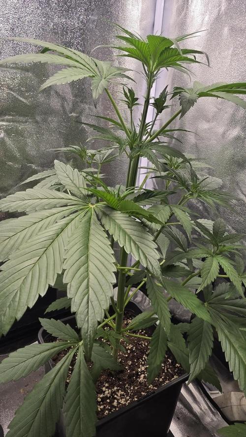 Strawberry Gorilla Auto RF3. Week 3