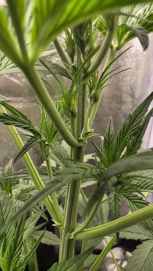 Strawberry Gorilla Auto RF3. Week 3