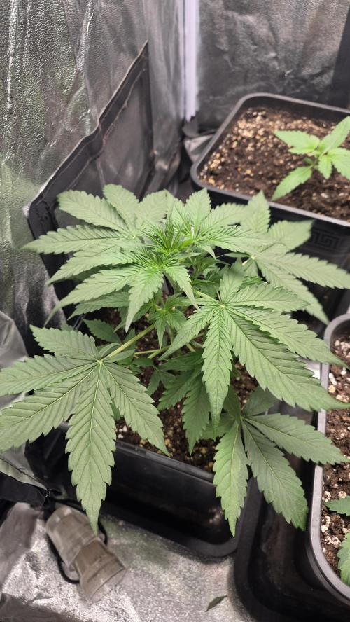 Apple Fritters Auto. Week 3
