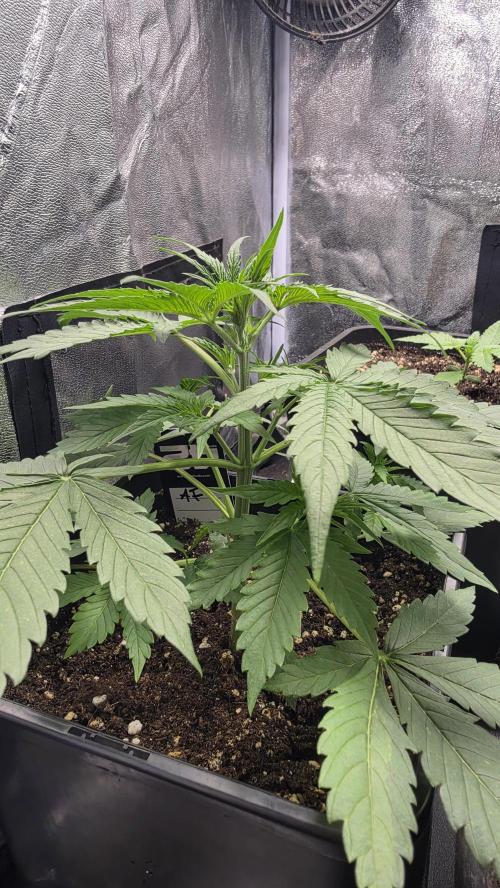 Apple Fritters Auto. Week 3