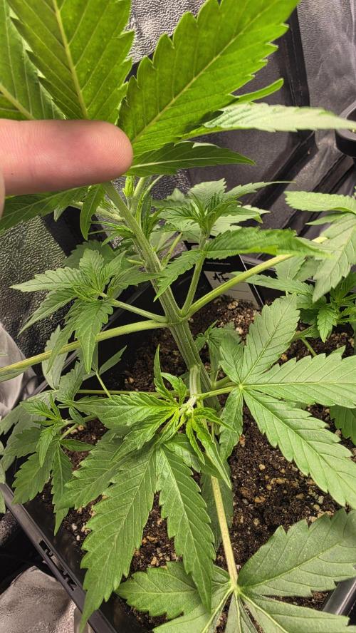 Apple Fritters Auto. Week 3