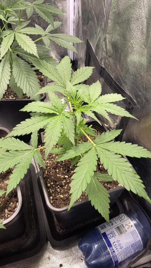 Gorilla Cookies Auto. Week 2