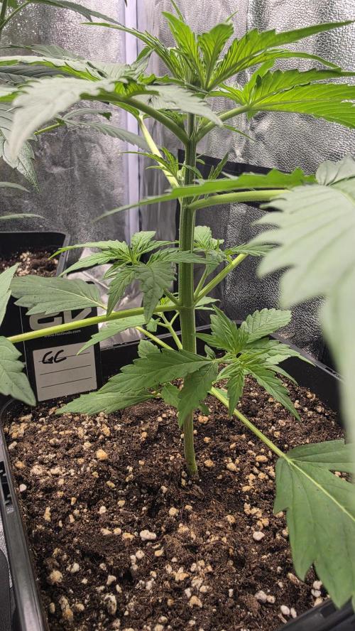 Gorilla Cookies Auto. Week 2
