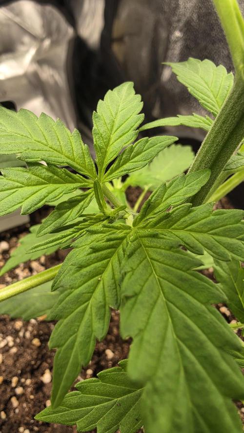 Gorilla Cookies Auto. Week 2