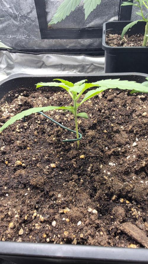 Cherry Cola Auto RF3. Week 1