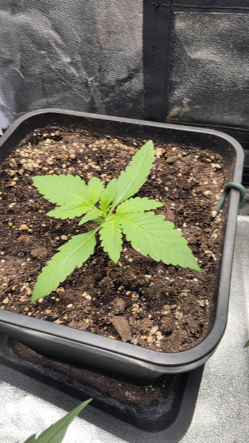 Cherry Cola Auto RF3. Week 1