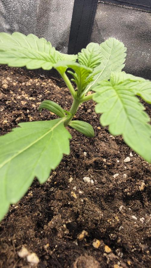Cherry Cola Auto RF3. Week 1