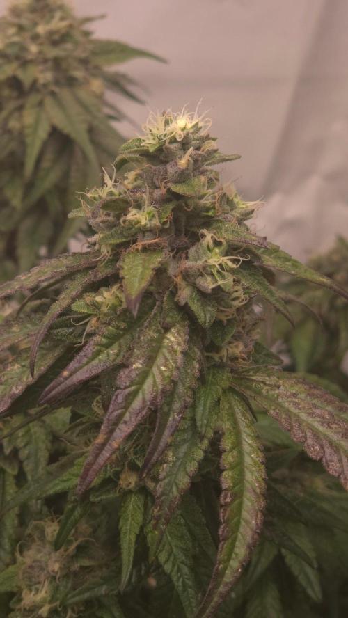 Biscotti Gelato. Week 16