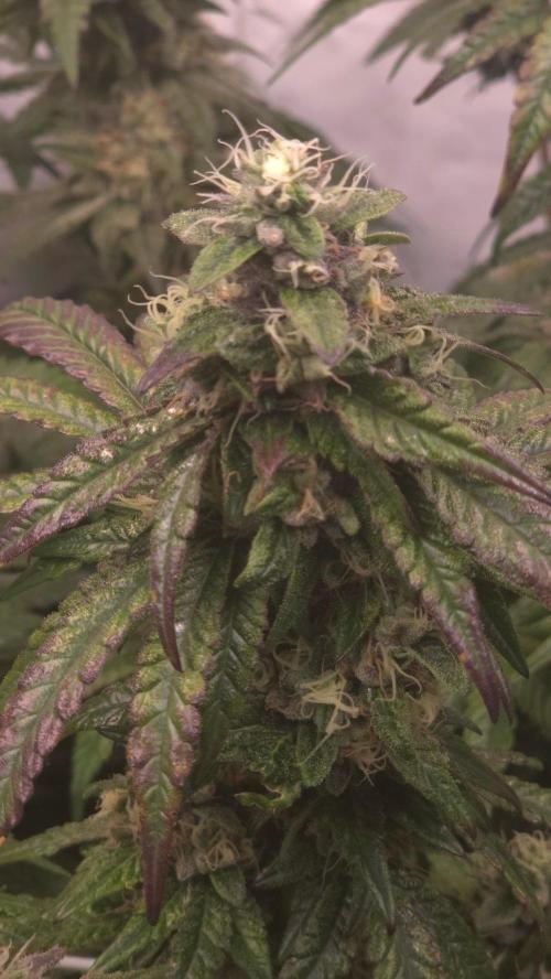 Biscotti Gelato. Week 16