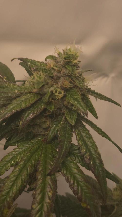 Biscotti Gelato. Week 16