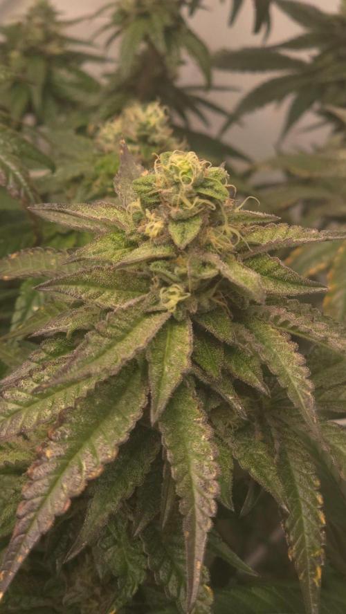 Biscotti Gelato. Week 16