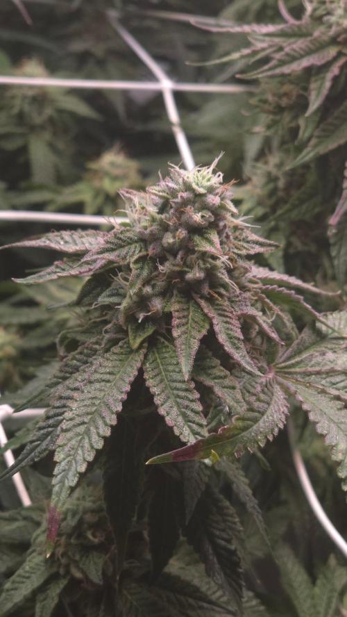 Z42. Week 16