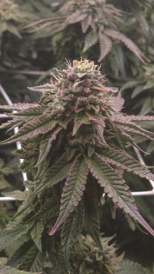 Z42. Week 16