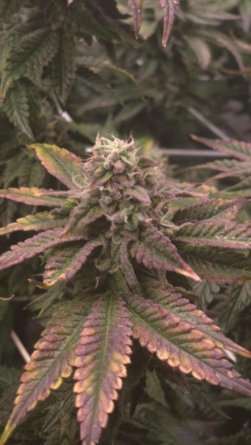 Z42. Week 16