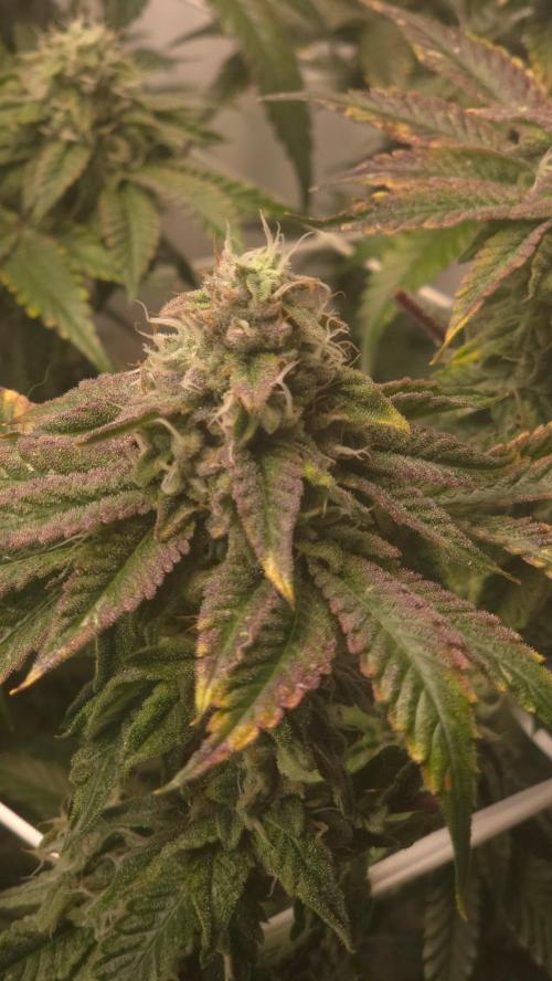 Z42. Week 16