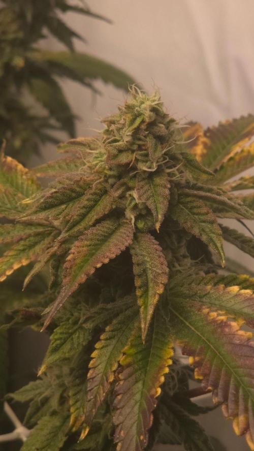 Z42. Week 16