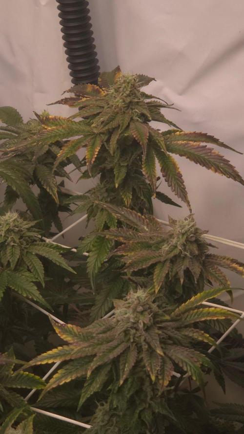 Z42. Week 16