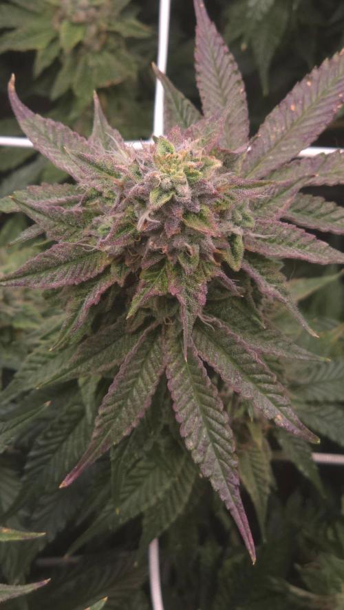 Z42. Week 16