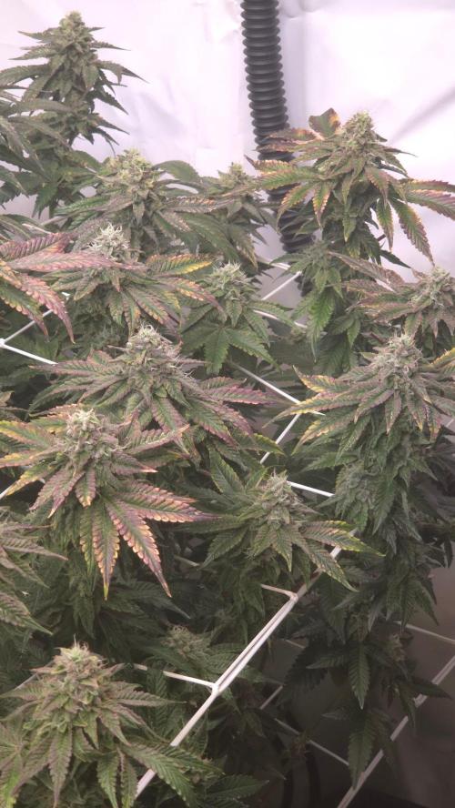 Z42. Week 16