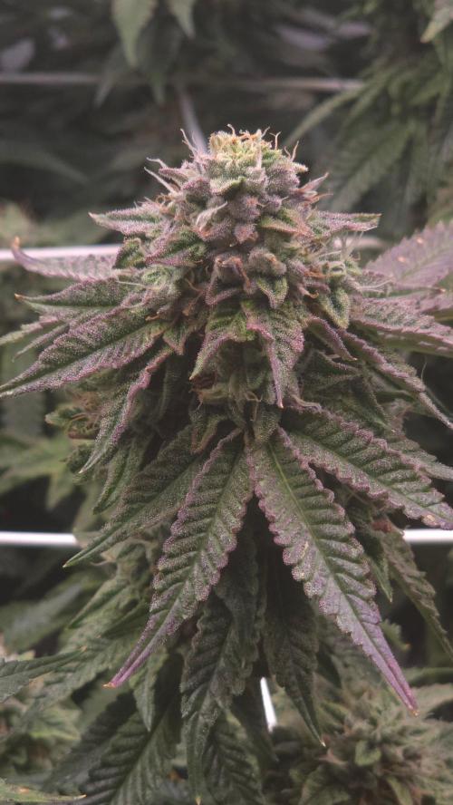 Z42. Week 16