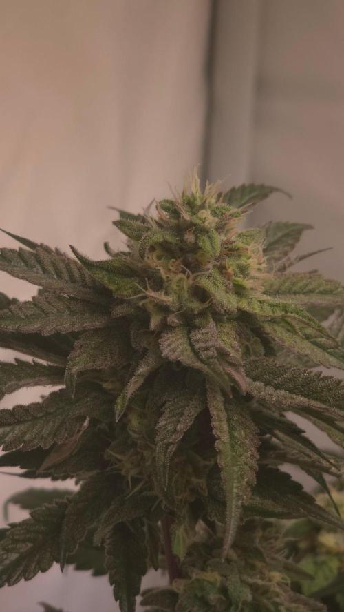 Papayton. Week 16