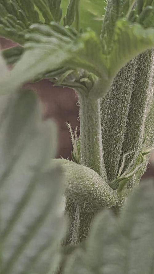 Apple Fritters Auto. Week 4
