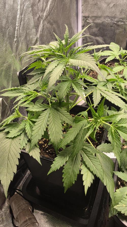 Apple Fritters Auto. Week 4