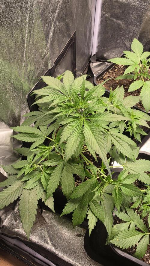 Apple Fritters Auto. Week 4