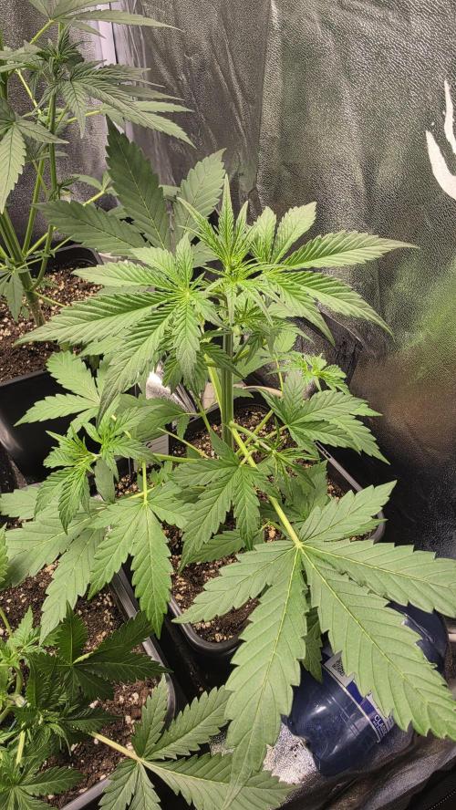 Gorilla Cookies Auto. Week 3