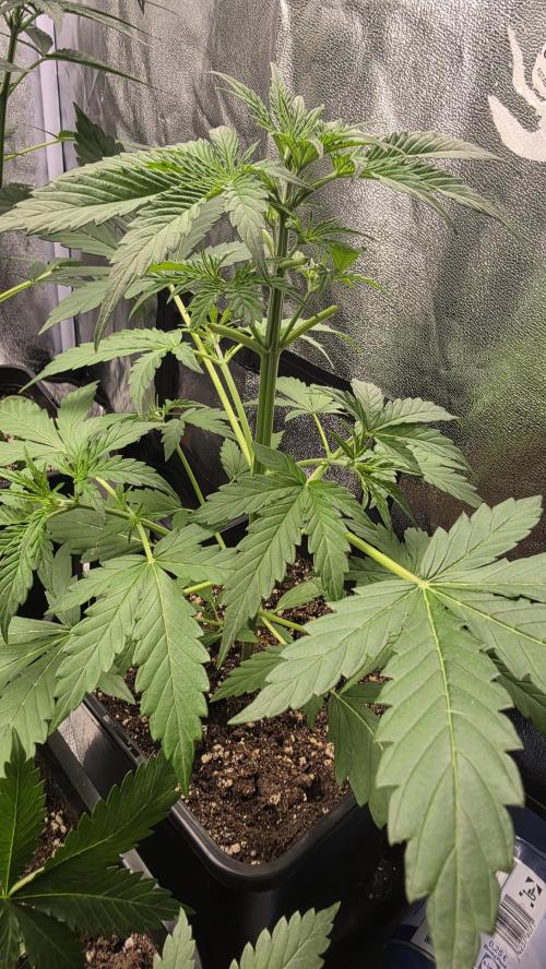 Gorilla Cookies Auto. Week 3