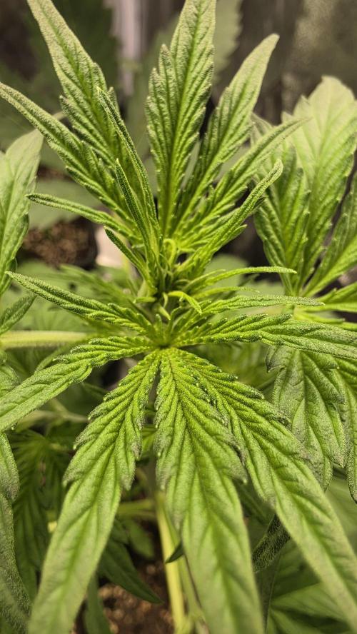 Gorilla Cookies Auto. Week 3