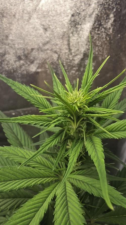 Strawberry Gorilla Auto RF3. Week 4