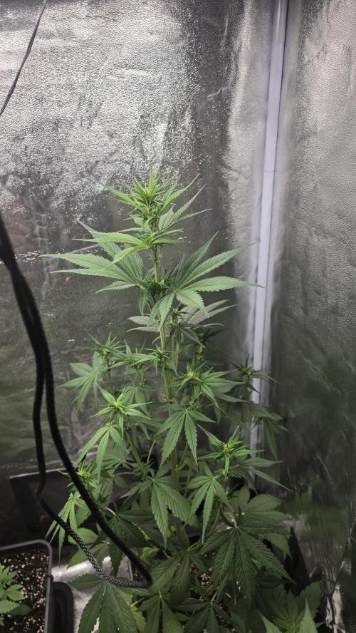 Strawberry Gorilla Auto RF3. Week 4