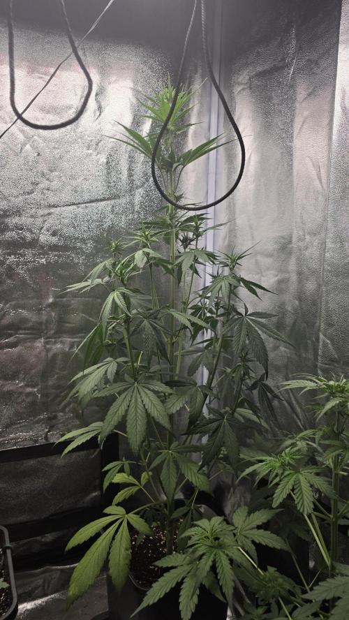 Strawberry Gorilla Auto RF3. Week 4