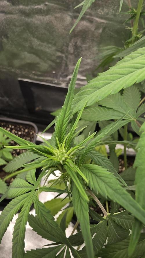 Strawberry Gorilla Auto RF3. Week 4