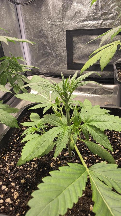 Cherry Cola Auto RF3. Week 2