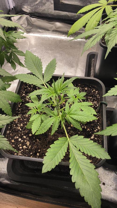Cherry Cola Auto RF3. Week 2
