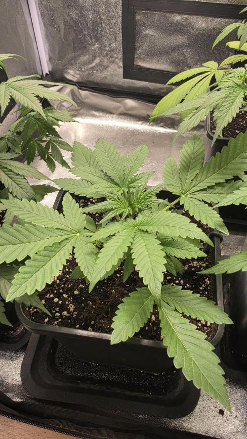 Cherry Cola Auto RF3. Week 2