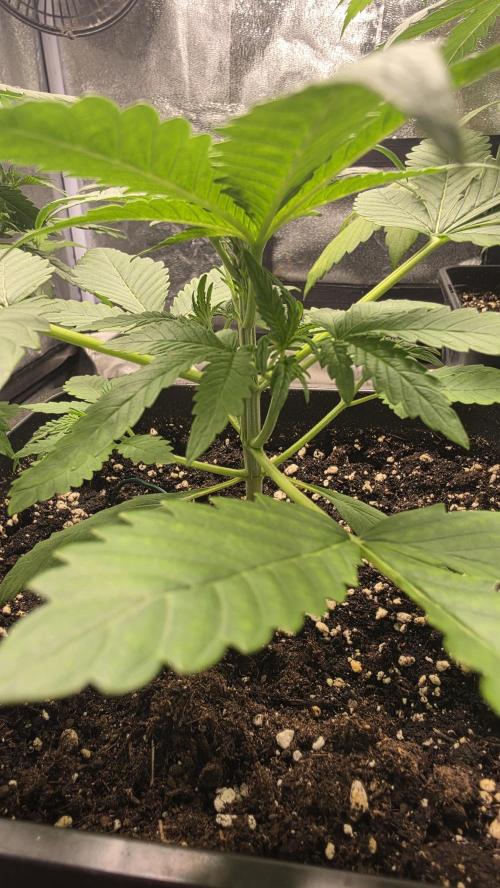 Cherry Cola Auto RF3. Week 2