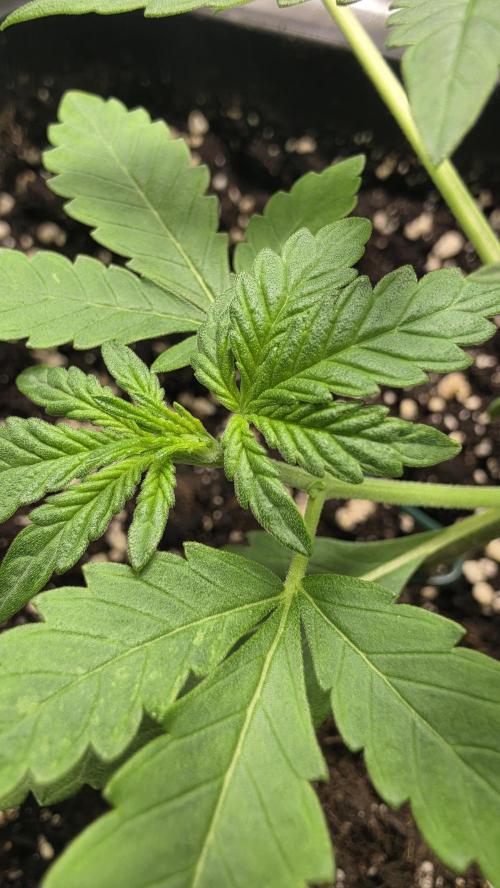 Cherry Cola Auto RF3. Week 2