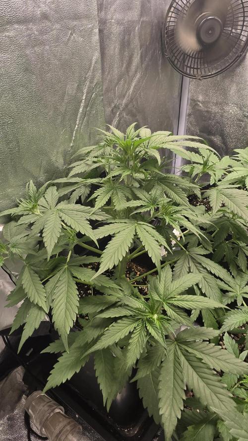 Apple Fritters Auto. Week 4