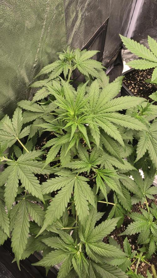Apple Fritters Auto. Week 4