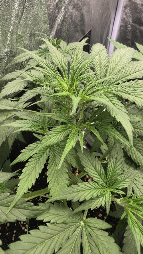 Apple Fritters Auto. Week 4